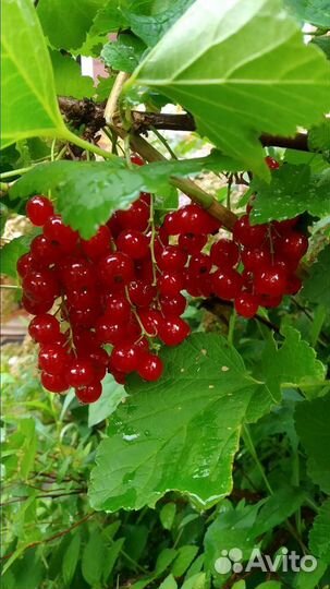 Черная, и красная смородина (саженцы)