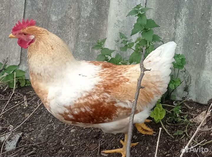 Петухи, куры, цыплята