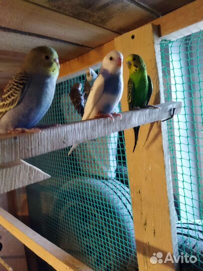 Волнистый попугай