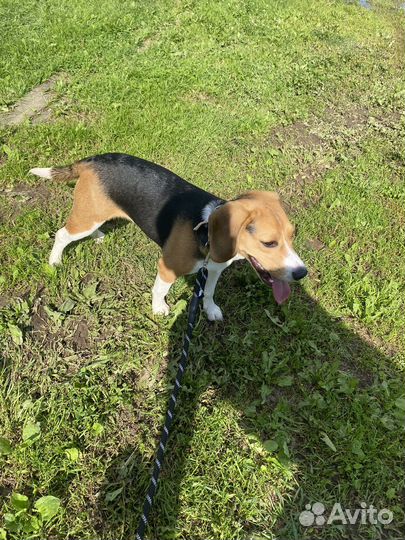 Бигль в добрые руки