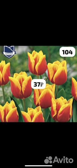 Луковицы тюльпанов и ирисов