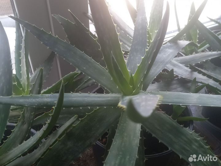 Алоэ вера, гибискус красный