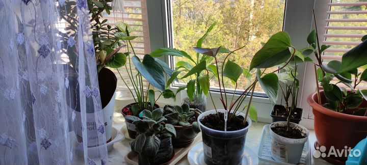 Комнатные цветы