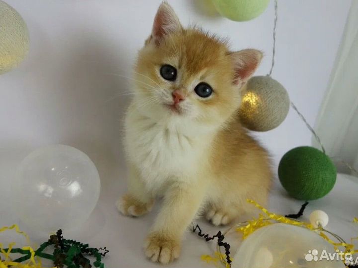 Британские котята золотая шиншилла