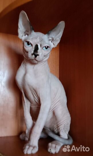 Канадский сфинкс котенок