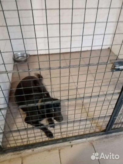 Передержка собак