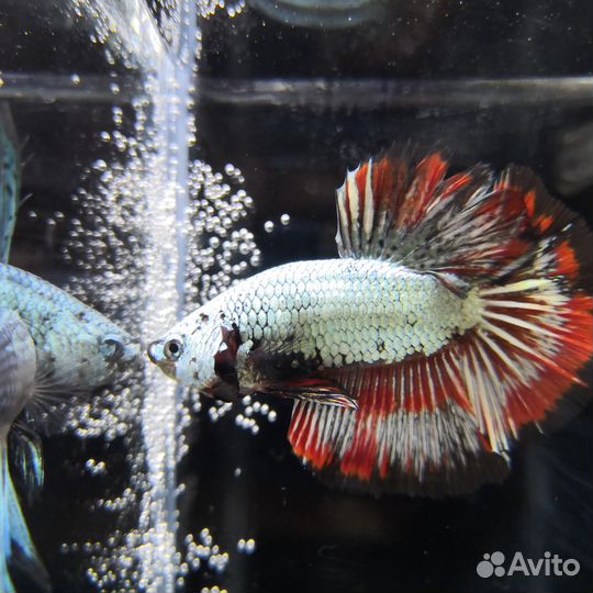 Рыбка петушок халфмун, супердельта, корона вуаль