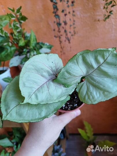 Комнатные растения