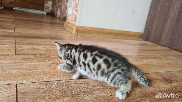 Бенгальские котята