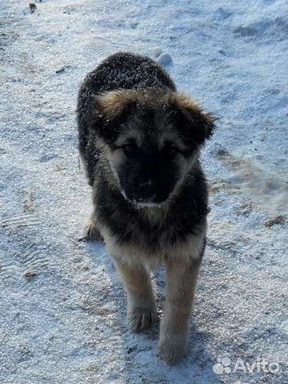 Маленький щенок в добрые руки