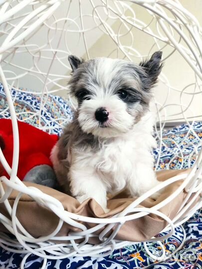 Куколка Барби Бивера блюберри