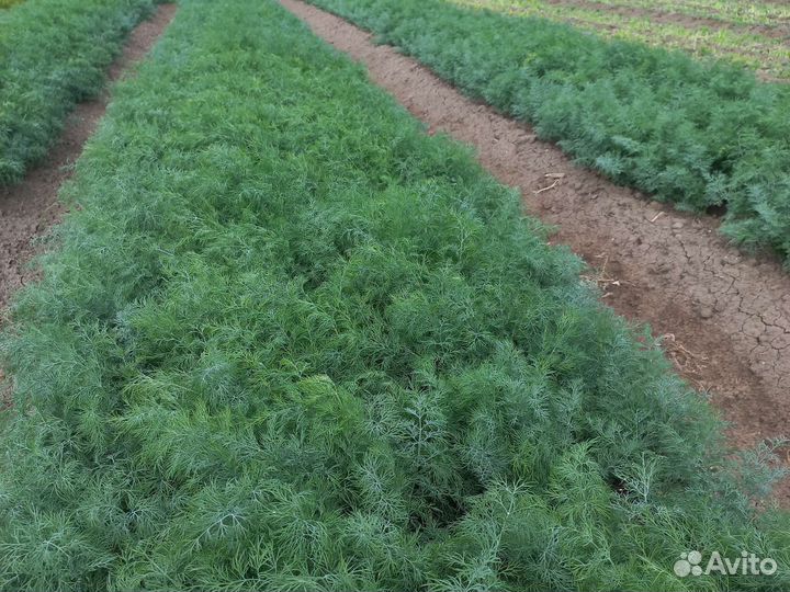 Укроп , перец