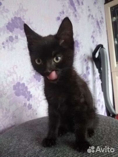 Котенок