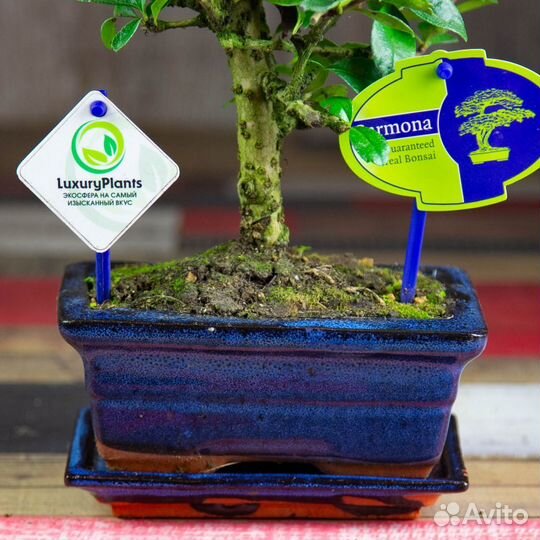 Бонсай Кармона 25 см