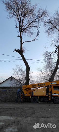 Спил деревьев