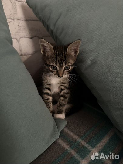 Котенок в добрые руки(девочка )