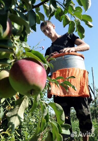 Работа Сборщиком яблок с проживанием