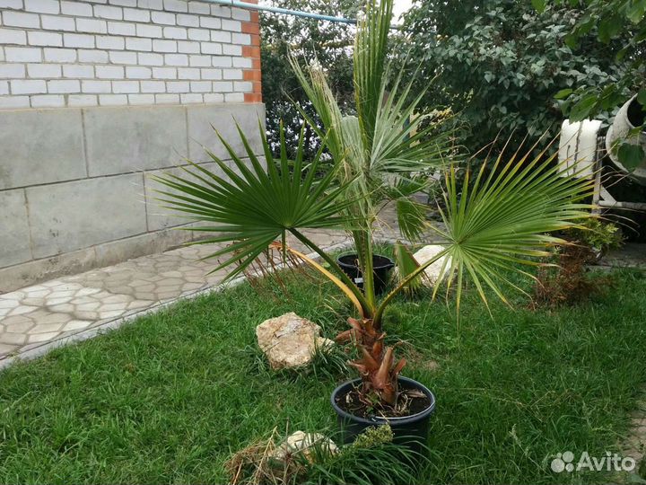 Пальма Вашингтония Нитеносная