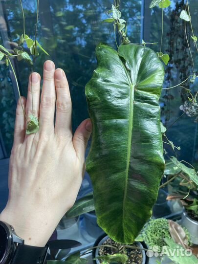 Филодендрон параисо верде