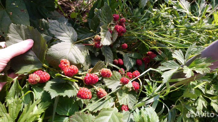 Саженцы ежевики и желтой малины
