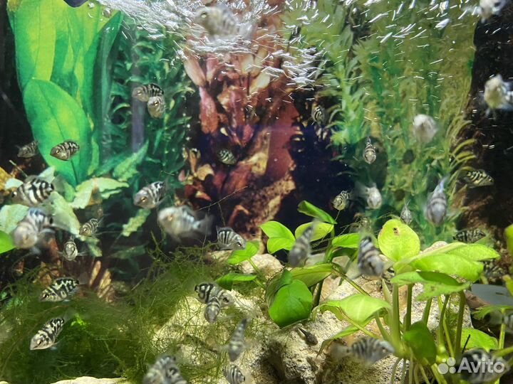 Аквариумные рыбки