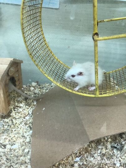 Песчанки монгольские