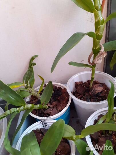 Дендробиум нобиле