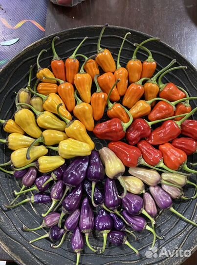 Семена острого перца