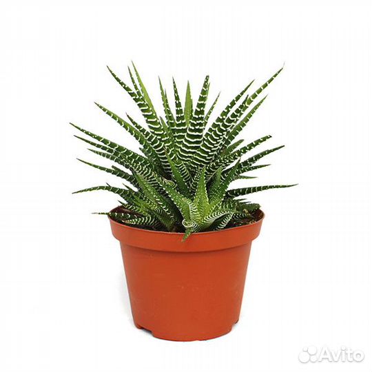 Хавортия суккулент кактус