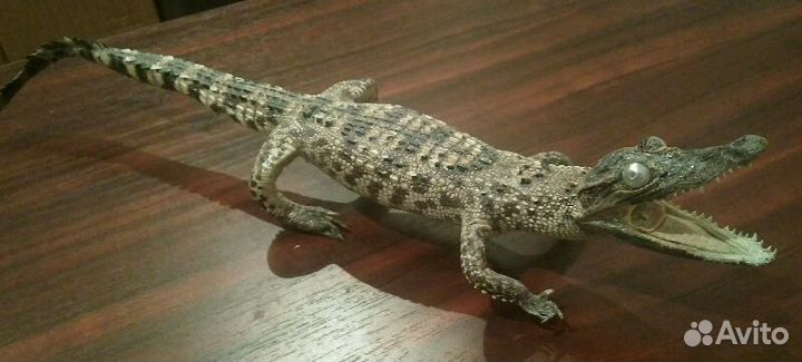 Крокодил (чучело)