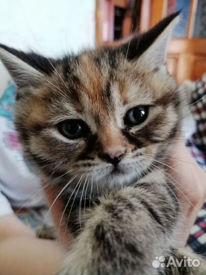 Котенок девочка