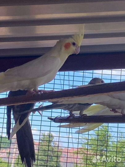 Попугай корелла