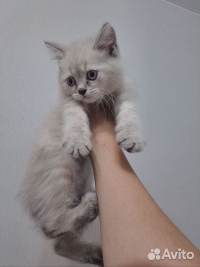 Шотландская