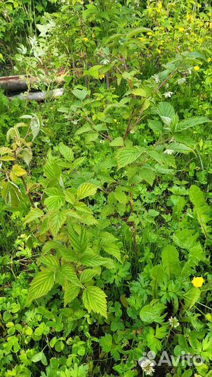 Саженцы малины