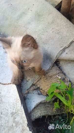 Продам котенка