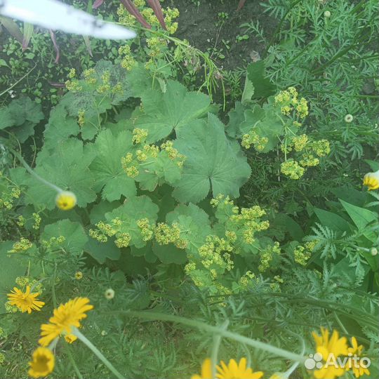 Многолетние цветы