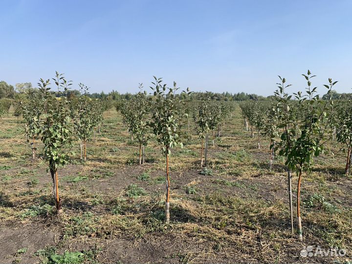 Плодовые крупномеры