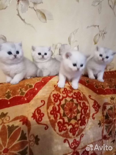 Британские котята