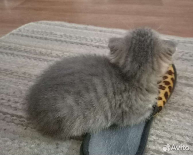 Шотландский вислоухий кот