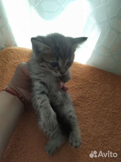 Кошка в дар бесплатно