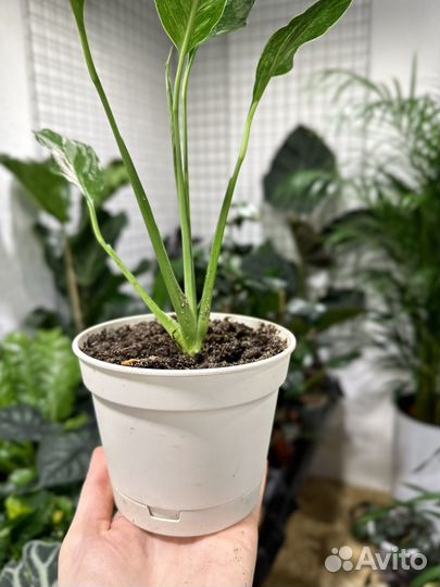 Спатифиллум даймонд