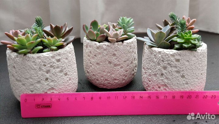 Суккуленты