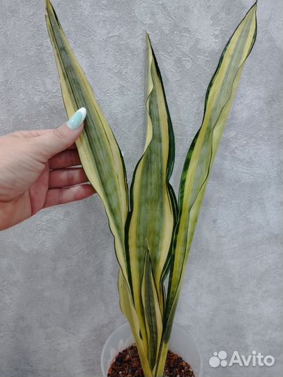 Сансевиерия Сraigii