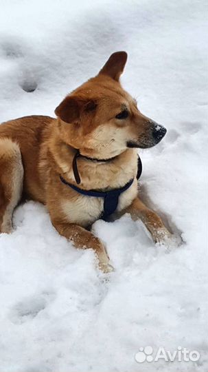 Уму бросили хозяева