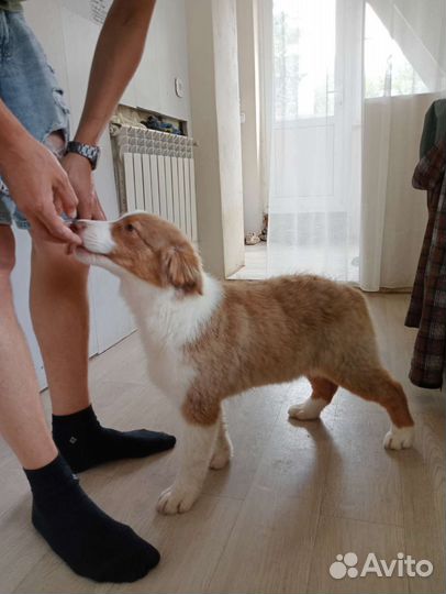 Купить щенка Аусси австралийская овчарка