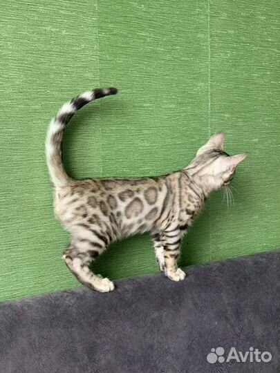 Бенгальские котята. Продажа/обмен