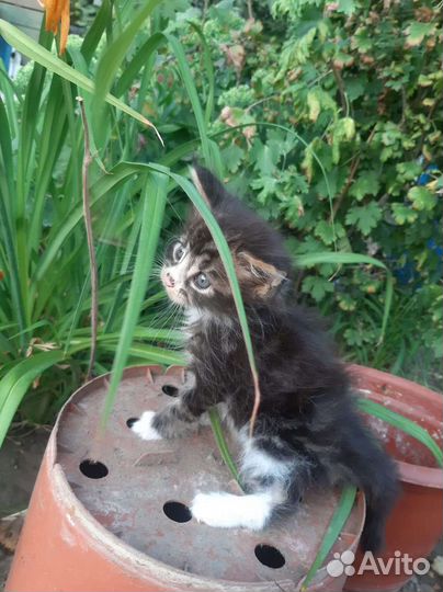 Котята мейн-кун