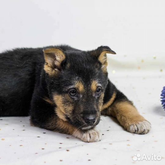 Щенок, малыш ищет семью