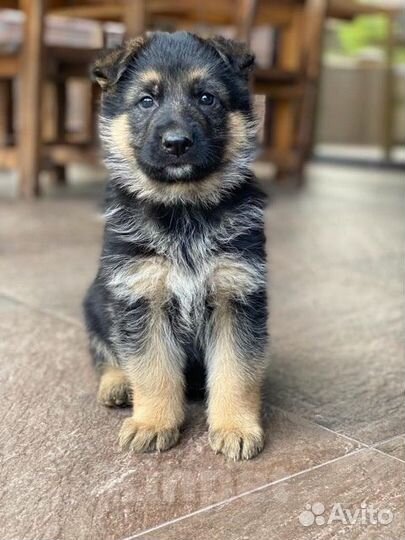 Немецкая овчарка