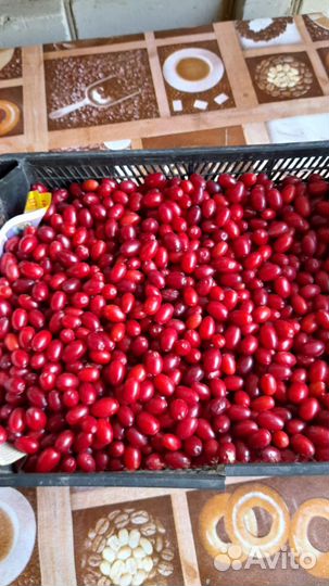 Кизил домашний